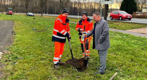 Symbolfoto: Obstb&auml;ume